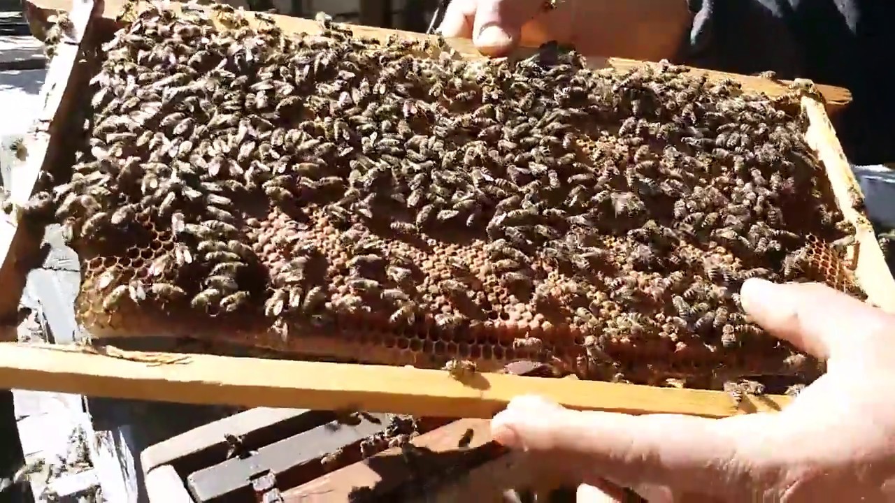 تربية ذكور النحل الجزء الأول