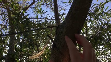 End Fed Antenna Attached to a Tree