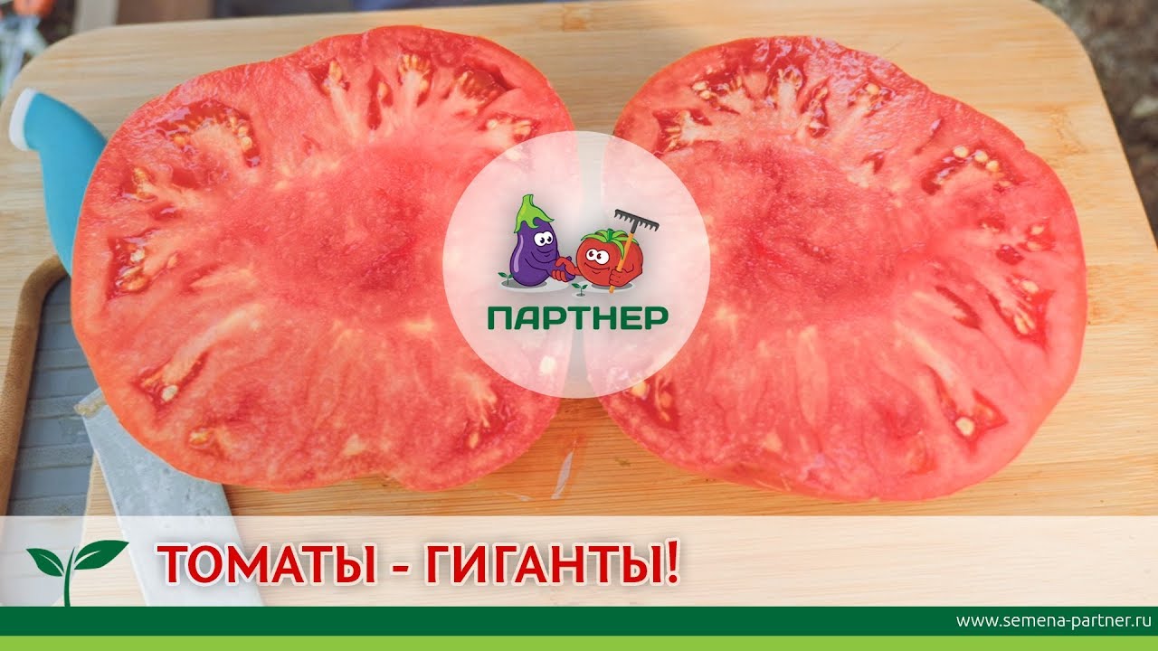 ТОМАТЫ - ГИГАНТЫ!