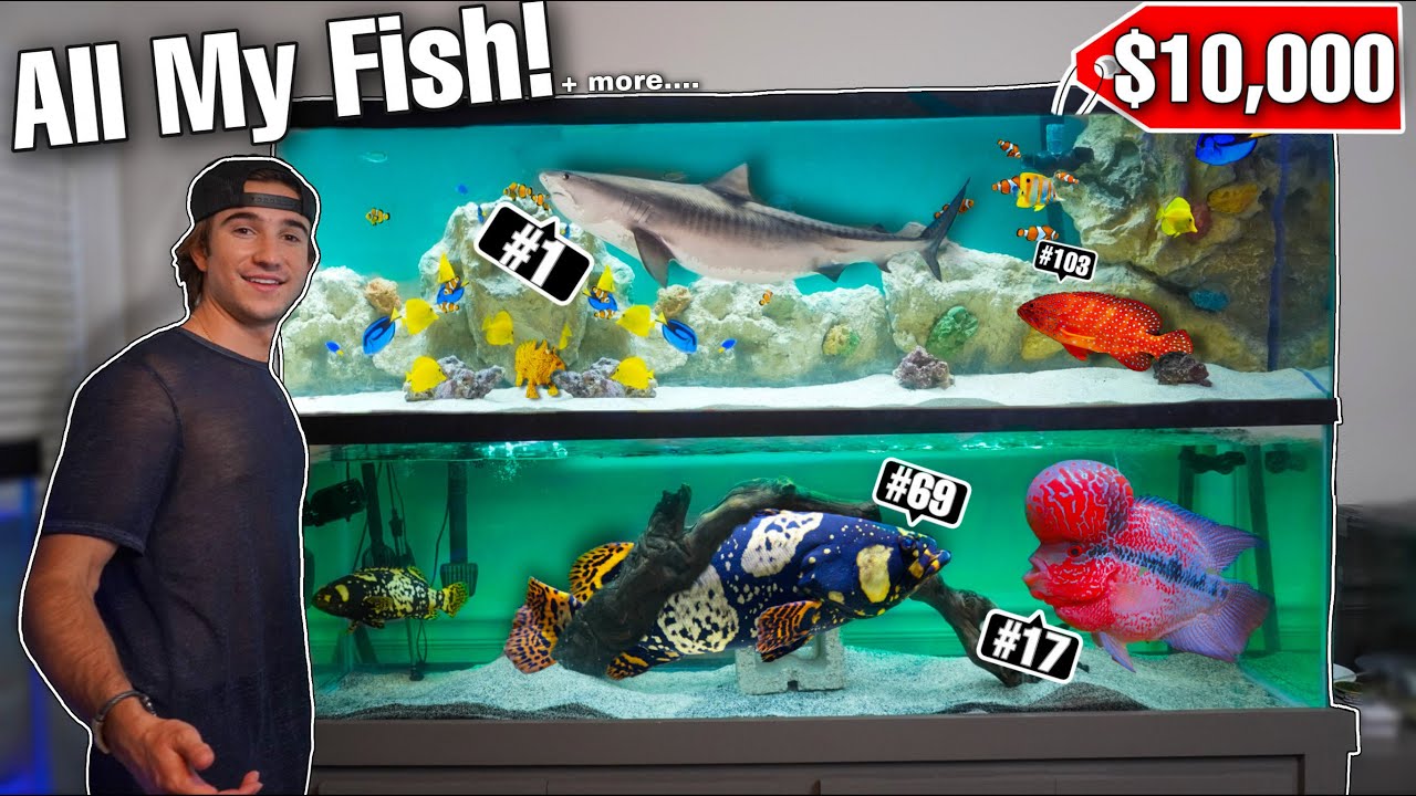ALL MY FISH IN ONE VIDEO.. ($10,000 COLLECTION) - YouTube