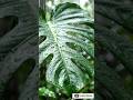 Rain ASMR on Monstera Leaves 🌧️🍃 Relaxing Tropical Nature Sounds #shorts #asmr #satisfying #nature