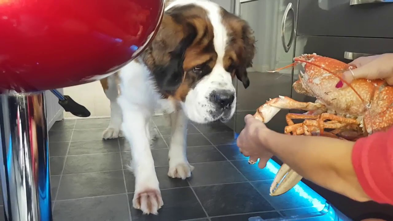 Dog vs Lobster who wins? YouTube