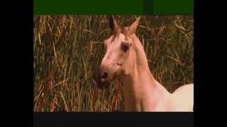 ASYA XERZAN-HELBESTEKE EVÎNÎ LI SER GORA LEYLAYÊ MP4
