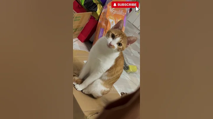 Watch the video about Ever heard cats talking back? Funniest meow-ments ever! #shorts #cat #funny