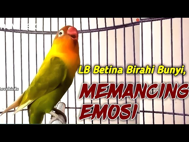 BEGINI JIKA LOVEBIRD BETINA BIRAHI BUNYI, MEMANCING EMOSI LAWAN, BIKIN LABETMU GAK BAKALAN MAU DIAM class=