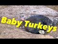 Fresh New Turkey Poults!