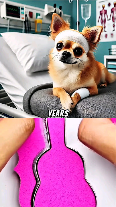 Bad news for our chihuahua 😫 Sound #lukedavidson81 #chatgpt