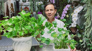 Cỏ Đồng Tiền Phong Thuỷ Tốt Và Chữa Được Rất Nhiều Bệnh