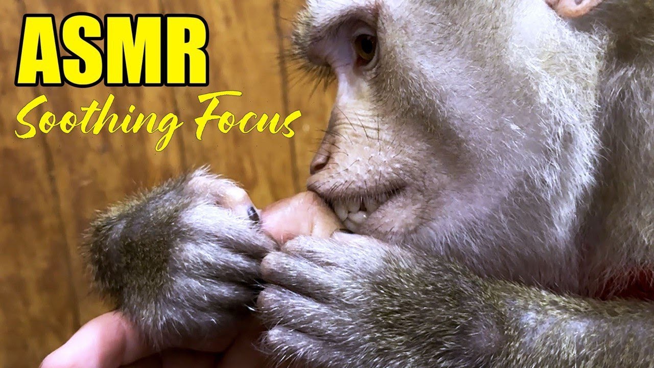 Soothing ASMR Monkey Grooming & Fingernail Care | Relax, Focus & Deep Sleep