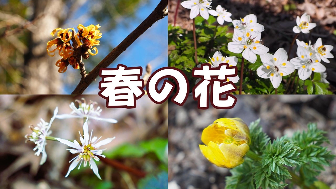 春の花のお勉強に出かけました。セリバオーレン、バイカオーレン、キバナオーレンなどなど