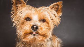 Different Types of Yorkie Breeds 🐾💕