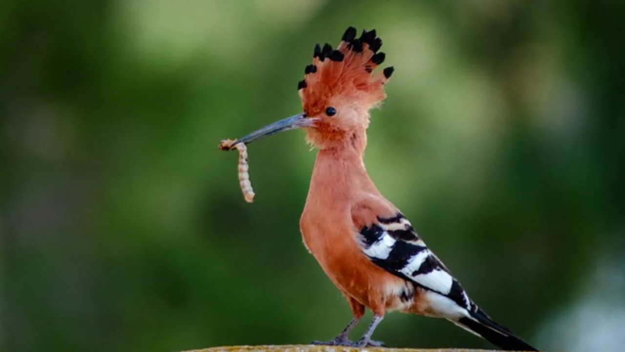 LA ABUBILLA
