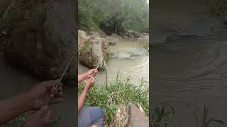 spot disambut dengan sambaran dastat #mancing