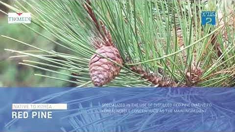 VTC2 nói về Tinh dầu thông đỏ Edally