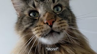Roy needed My Full Attention | Norwegian Forest Cats