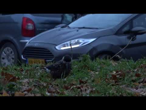 Spotted Nutcracker   Notenkraker   Wageningen   The Netherlands   Luuk Punt 181124 2