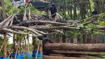 CÁCH PHÂN BIỆT  CÂY GIÁNG HƯƠNG CHO GỖ QUÝ VÀ CÂY GIÁNG HƯƠNG TRỒNG CÔNG TRÌNH- Phần 2