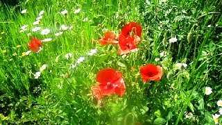 Полевые Цветы  Маки  Васильки  Ромашки (Flowers. Daisies. Poppies)