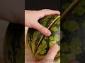 Watermelon vs Liquid Nitrogen