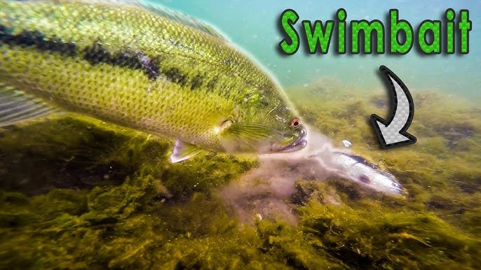 A Closer Look at the Savage Gear 3D Baitfish Swim Bait - Largemouth Bass  FIshing Lure 