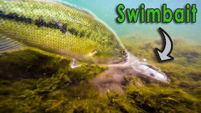 Crazy Underwater Footage** Big Bass Attacking Bluegill Lures