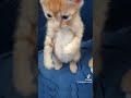 #funny #cats
