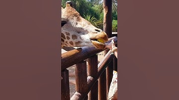 GIRAFFE SOUNDS 🦒❤️