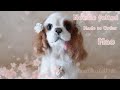 舞桜君　A process of making a dog with wool felt　 [Made to order] Cavalier King Charles Spaniel