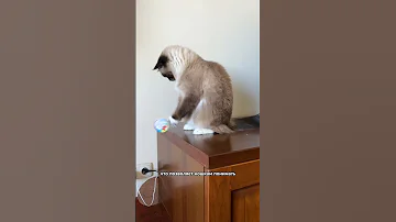 Насколько умны кошки?