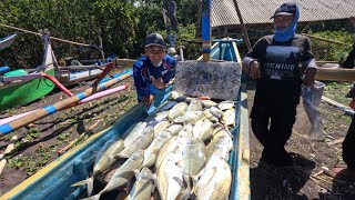 CRAZY ❗️❗️❗️ Willing to Travel Far to Harvest Giant Travelly in the Bali Strait