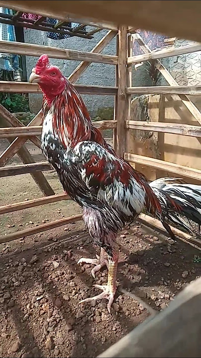 memandikan ayam Bangkok #shorts #trending #subscribe #chicken #ayambangkokindonesia
