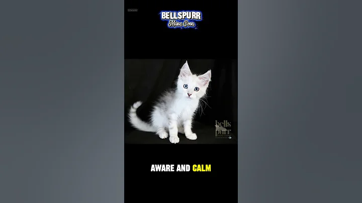 Video 11761981: mainecoon cat kitten, maine coon kitten girl, eyed maine coon kitten, blue maine coon kitten, maine coon cleaning