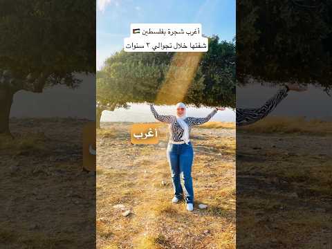 أغرب شجرة بشكلها المايل شفتها بفلسطين موجودة قضاء نابلس واسم الشجرة شجرة بيت الزاكي ة شجر غرائب