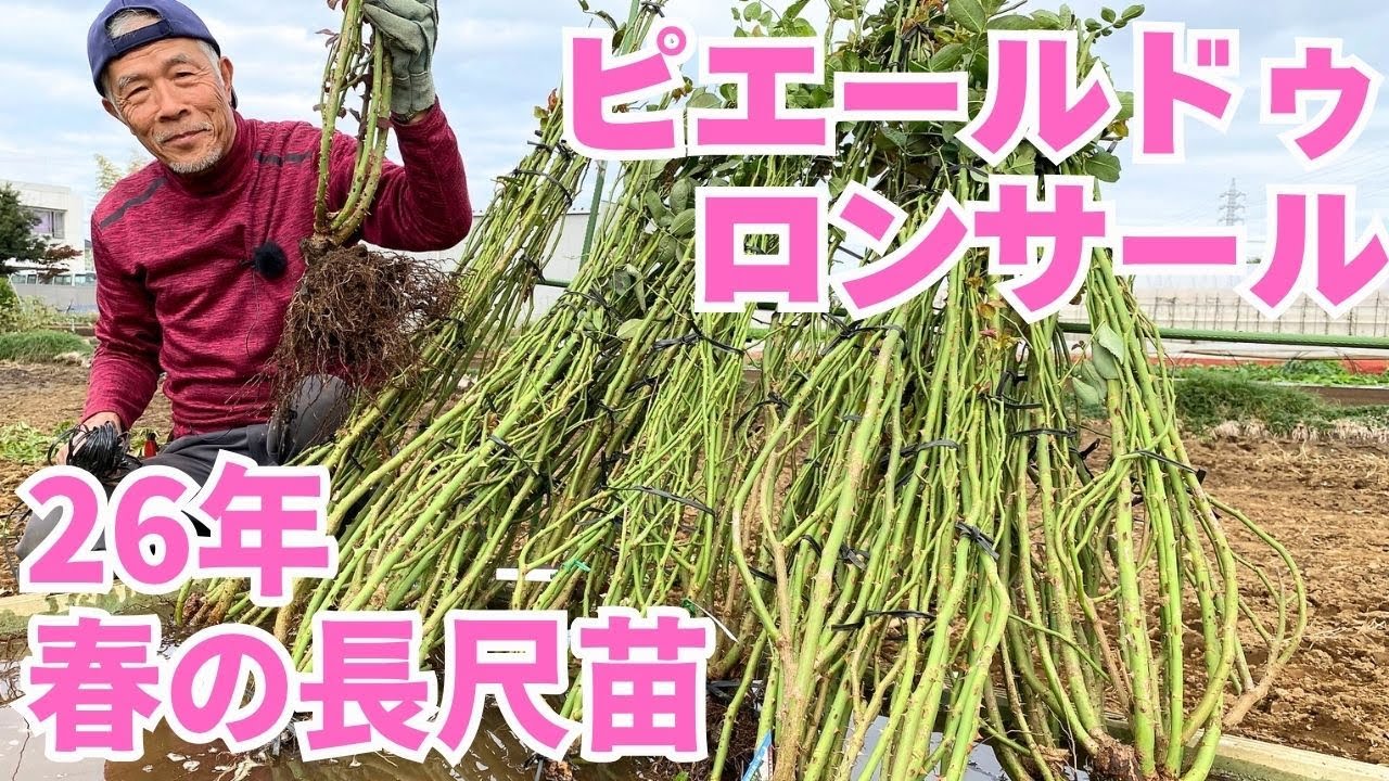 26年春の長尺苗の仕込み【ピエールドゥロンサールの特上苗を選ぶ】バラの生産現場