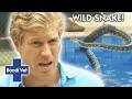 Vet Must Wrangle A SNAKE THAT'S LIVING IN A POOL | Bondi Vet