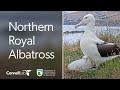 Northern Royal Albatross Cam - NZ Dept. of Conservation #RoyalCam | Cornell Lab
