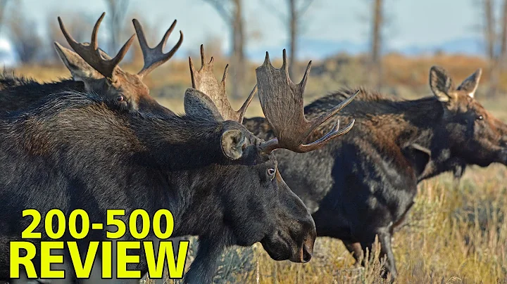 Nikon Nikkor 200-500 f5.6 REVIEW