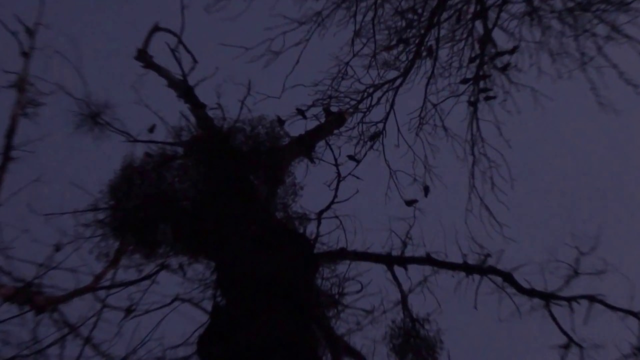 Schlafbaum - YouTube