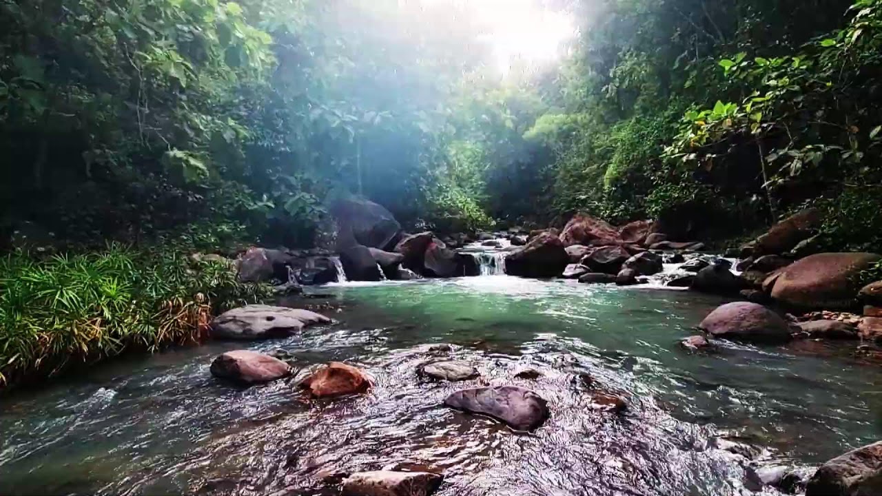 Peaceful Water Flow and Bird ASMR - Nature’s White Noise for Sleeping, Study, and Calm Focus