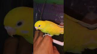 Parkit bird