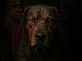 Una mirada que no olvidarás #dog #shost #viral