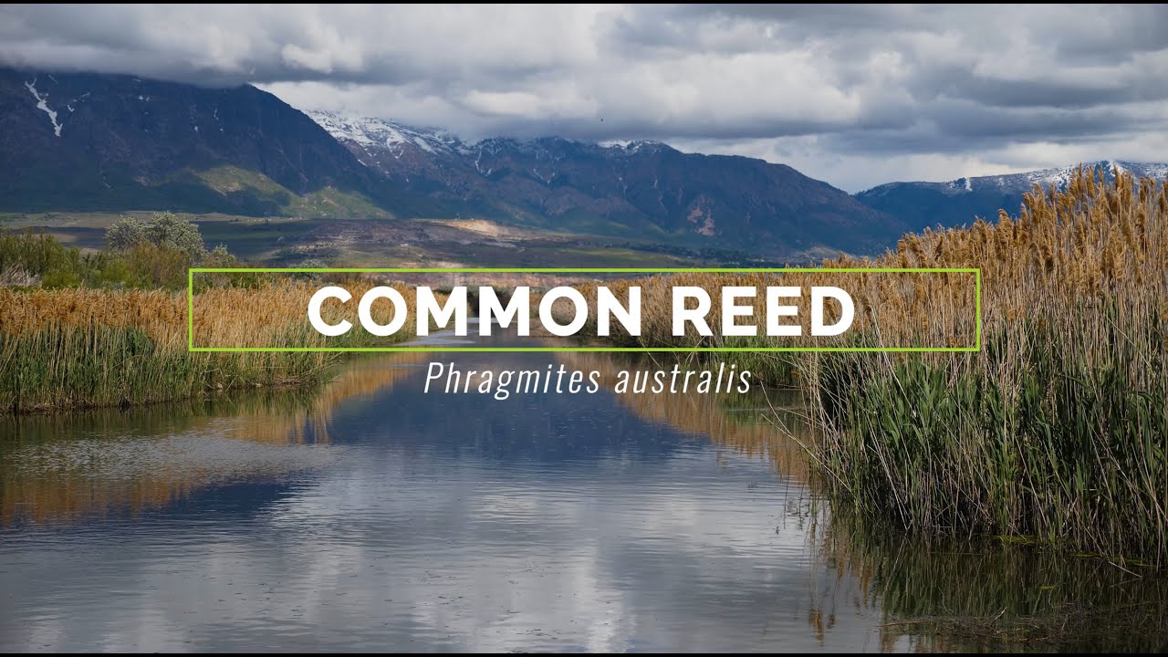 Common Reed - YouTube