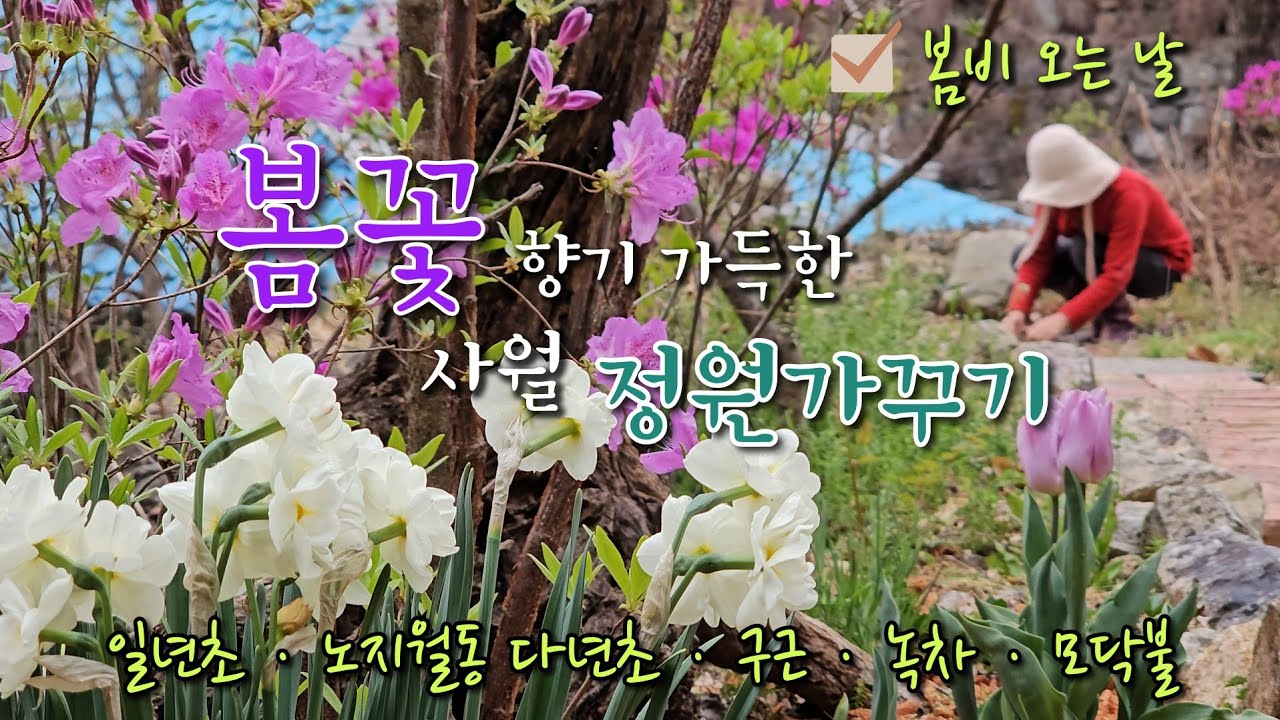 봄비 내리는 정원에 핀 봄꽃들. 사월 정원가꾸기.