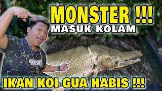 MONSTER MASUK KOLAM IKAN KOI GUE HABIS !!!