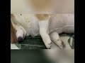 柯基犬 睡搞搞 柯基 柯基犬 狗狗 狗 分享 影片 拍攝 柯基犬 睡搞搞 柯基 柯基犬 狗狗 狗 分享 影片 拍攝