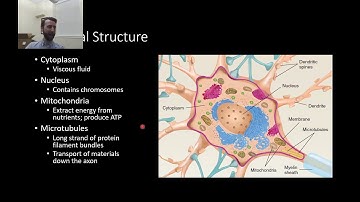 PSY210 Ch2 Pt1. Cells of the Nervous System: Neurons