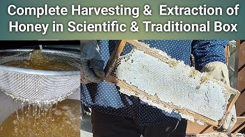 Complete Harvesting &  Extraction of Honey in Scientific & Traditional Box | Bee keeping at Home