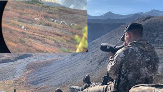 Sheep Hunt in Northern BC