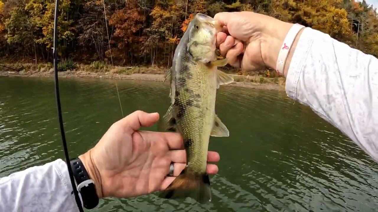 Fall bass fishing…find the bait.  find the bass!