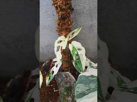 Thaicons siêu ngon luôn ạ. hẹ hẹ